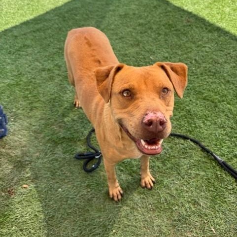 Trooper, a Adoptable mixed breed in Williston, VT image 1/4