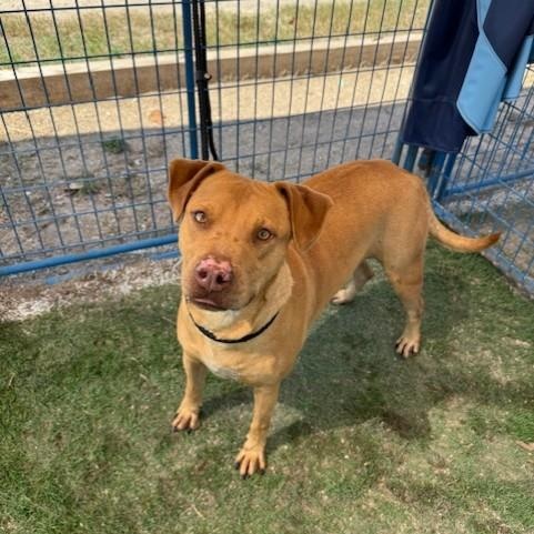 Trooper, a Adoptable mixed breed in Williston, VT image 4/4