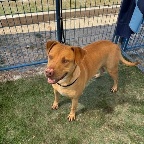 Trooper, a Adoptable mixed breed in Williston, VT image 3/4