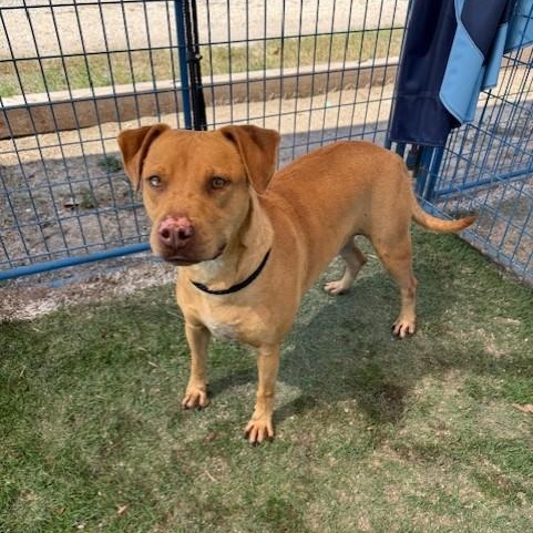 Trooper, a Adoptable mixed breed in Williston, VT image 2/4