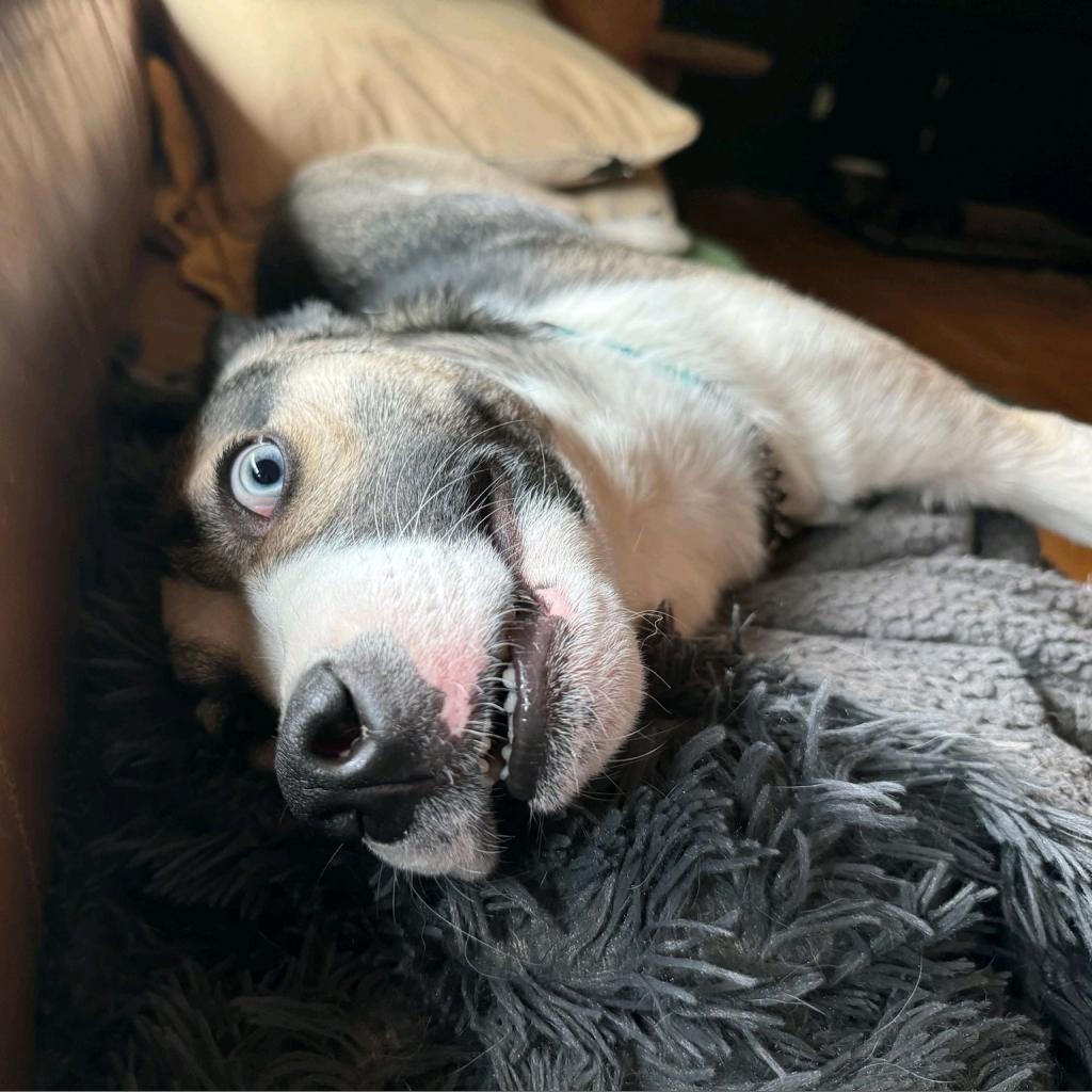 Bruno, Adoptable, Adult Male Husky & Mixed Breed.