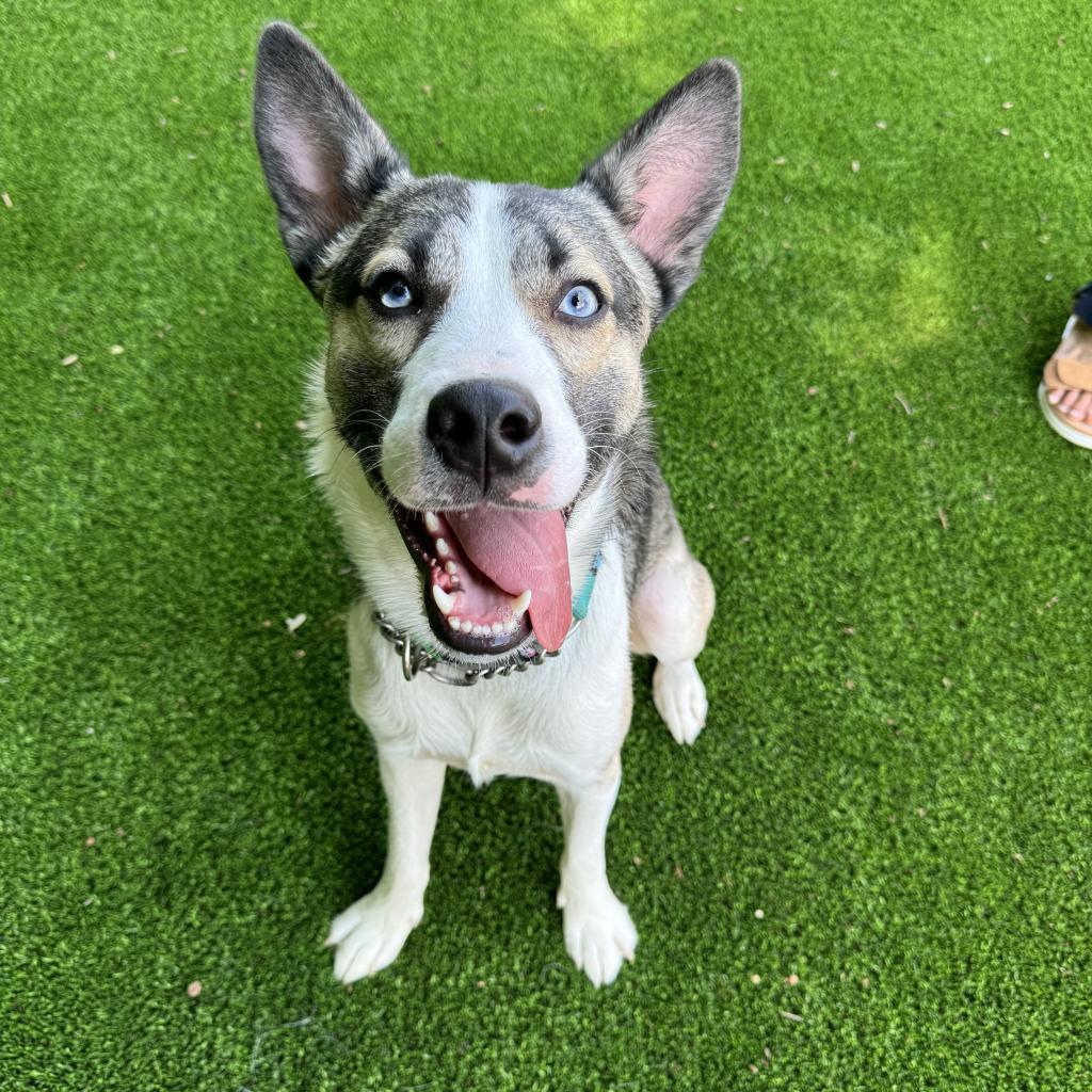Enlarge Bruno, a Adoptable mixed breed in Summerfield, NC image 2/6
