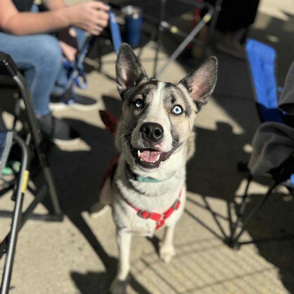 Enlarge Bruno, a Adoptable mixed breed in Summerfield, NC image 3/6