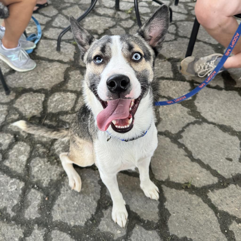 Enlarge Bruno, a Adoptable mixed breed in Summerfield, NC image 4/6