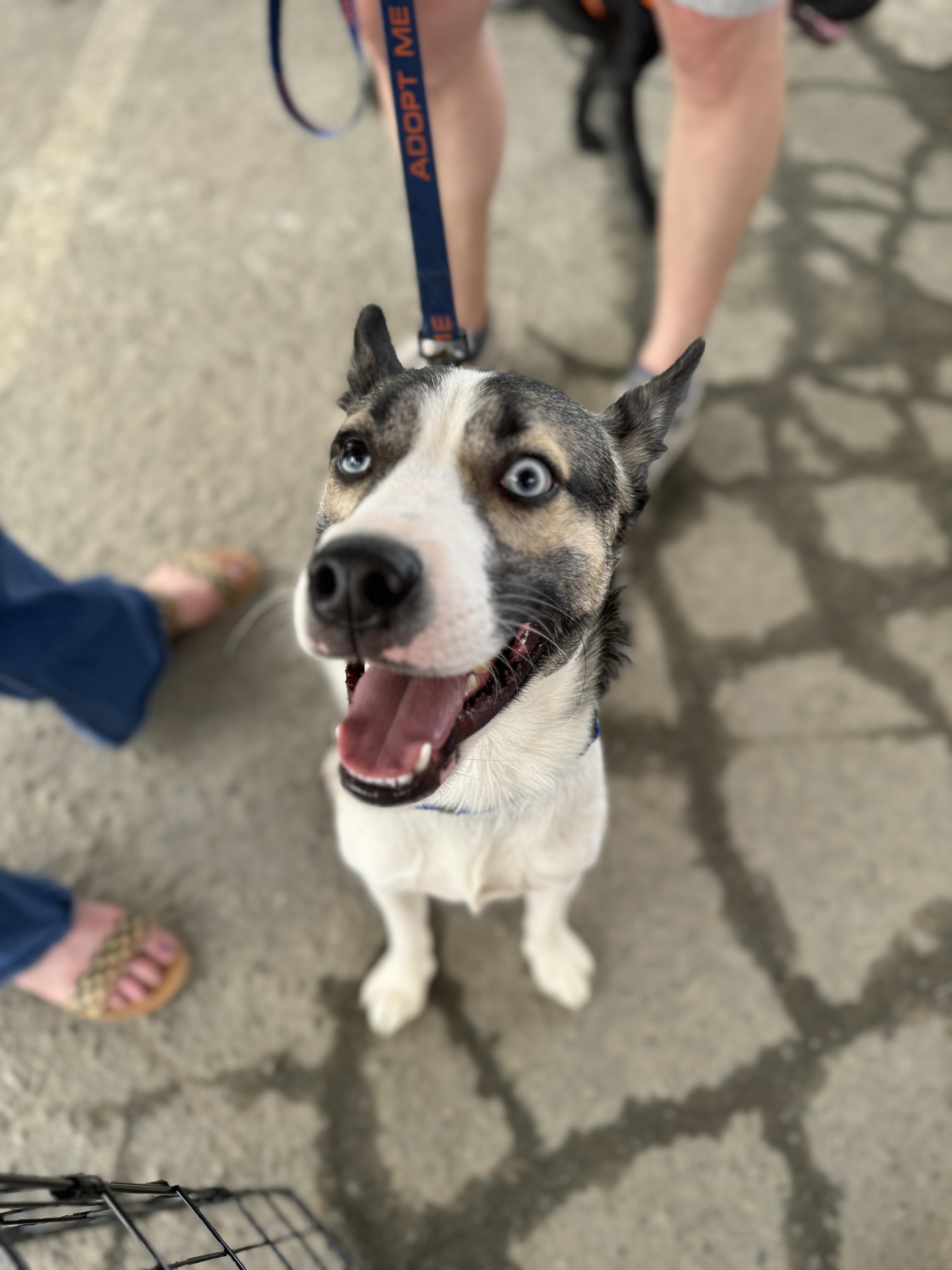 Enlarge Bruno, a Adoptable mixed breed in Summerfield, NC image 5/6