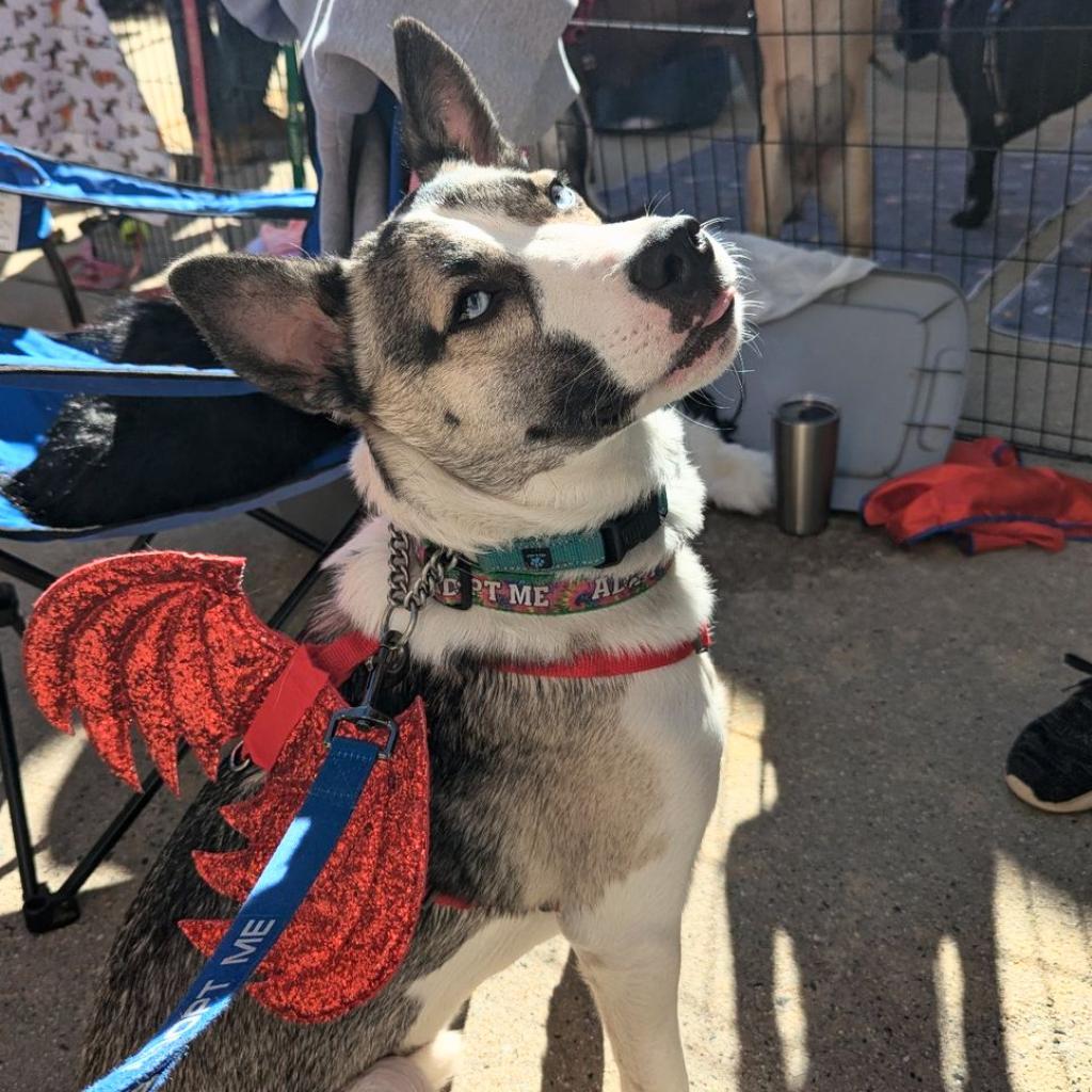 Bruno, Adoptable, Adult Male Husky & Mixed Breed.