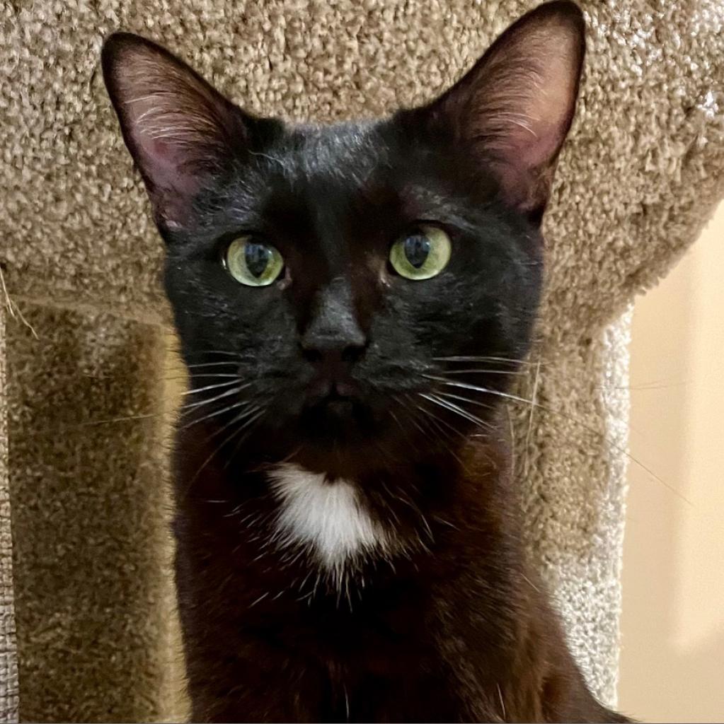 Xena, Adoptable, Adult Female Domestic Short Hair.