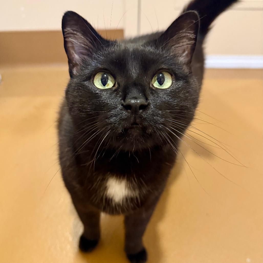 Xena, Adoptable, Adult Female Domestic Short Hair.