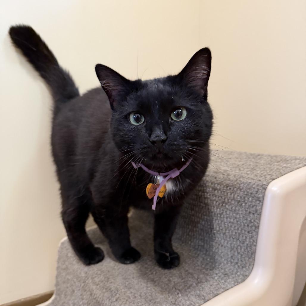 Enlarge Xena, a Adoptable Domestic Short Hair in Agoura Hills, CA image 2/6