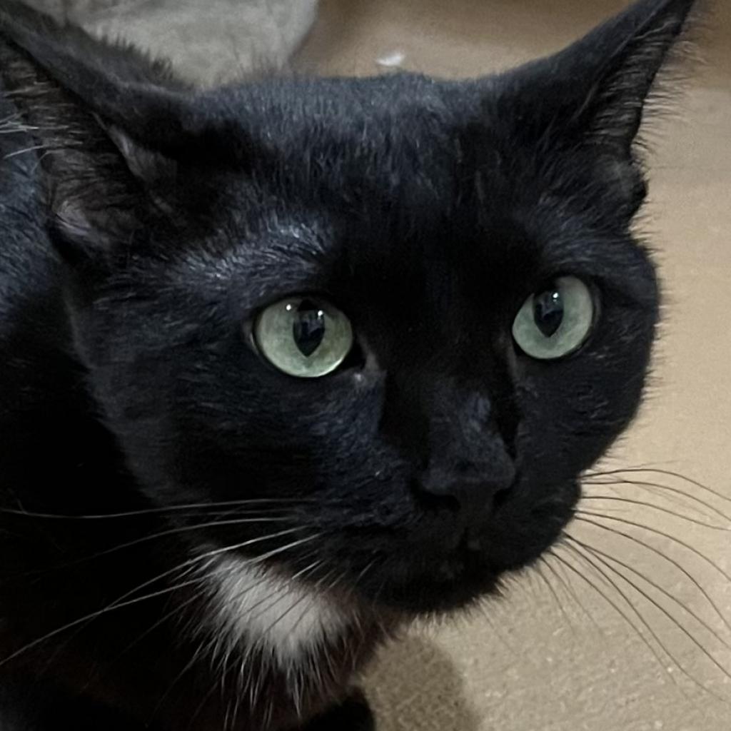 Enlarge Xena, a Adoptable Domestic Short Hair in Agoura Hills, CA image 3/6