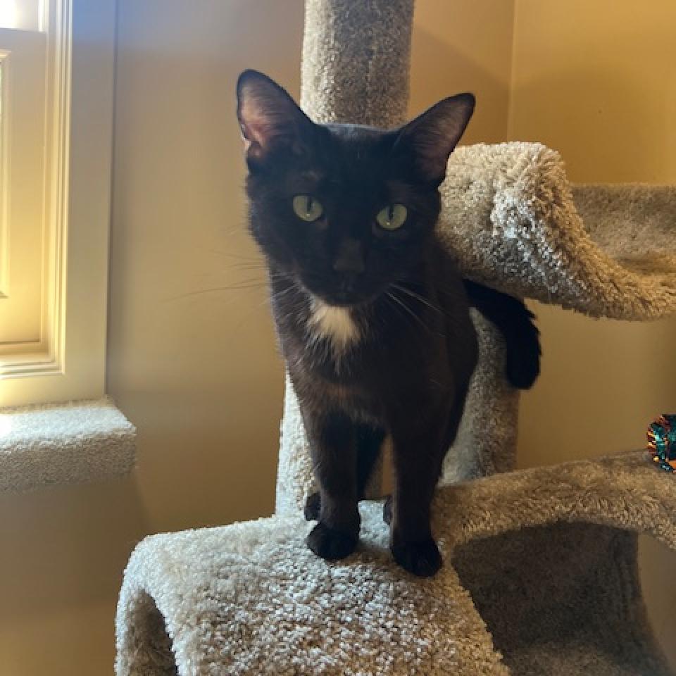 Enlarge Xena, a Adoptable Domestic Short Hair in Agoura Hills, CA image 4/6