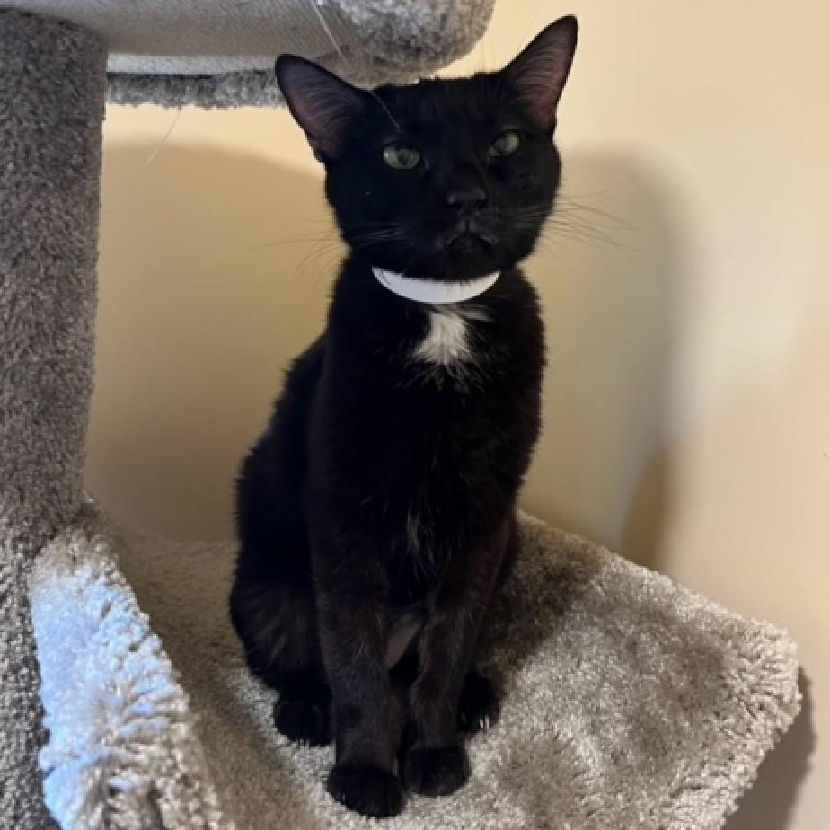 Enlarge Xena, a Adoptable Domestic Short Hair in Agoura Hills, CA image 5/6