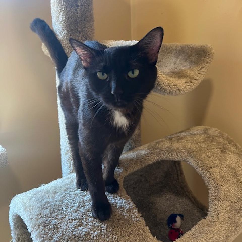 Enlarge Xena, a Adoptable Domestic Short Hair in Agoura Hills, CA image 6/6