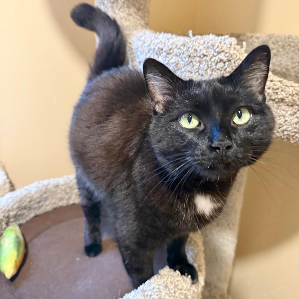 Enlarge Xena, a Adoptable Domestic Short Hair in Agoura Hills, CA image 3/3