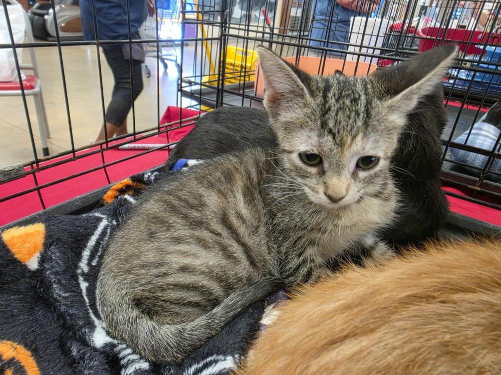 Eggplant, Adoptable, Kitten Female Domestic Short Hair.