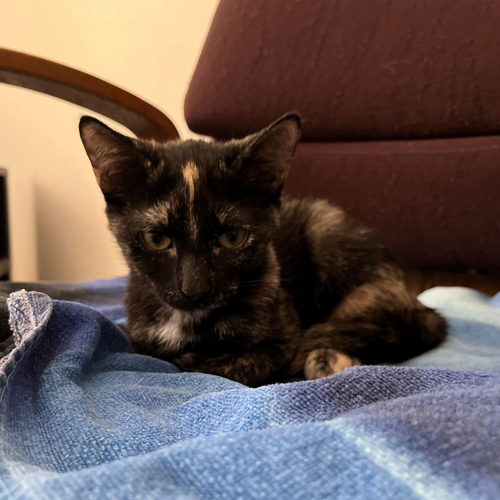 Enlarge Mosaic, a Adoptable mixed breed in Rochester, NY image 1/1