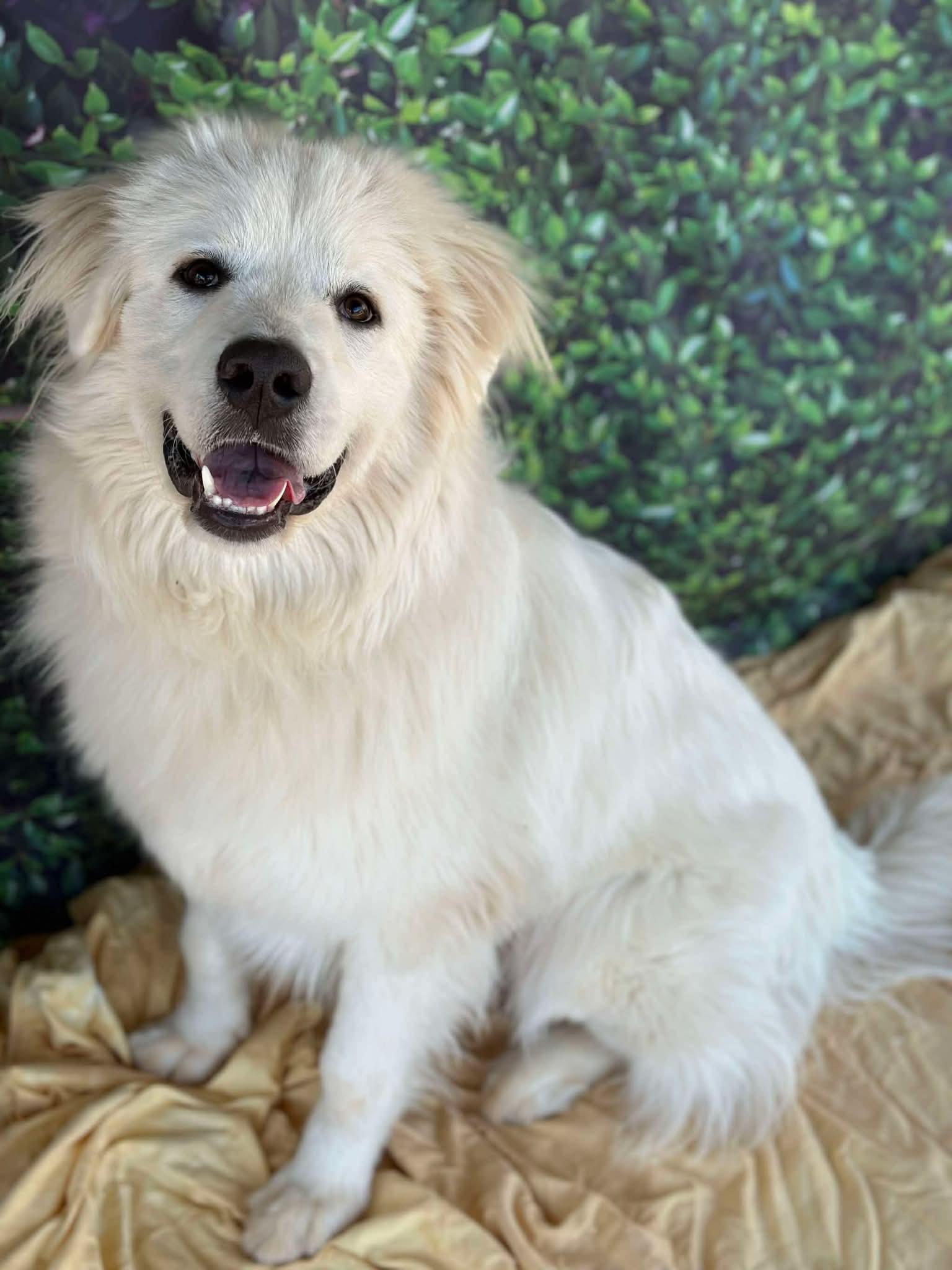 Enlarge Malachi, a ADOPTABLE Great Pyrenees in East Haddam, CT image 5/6