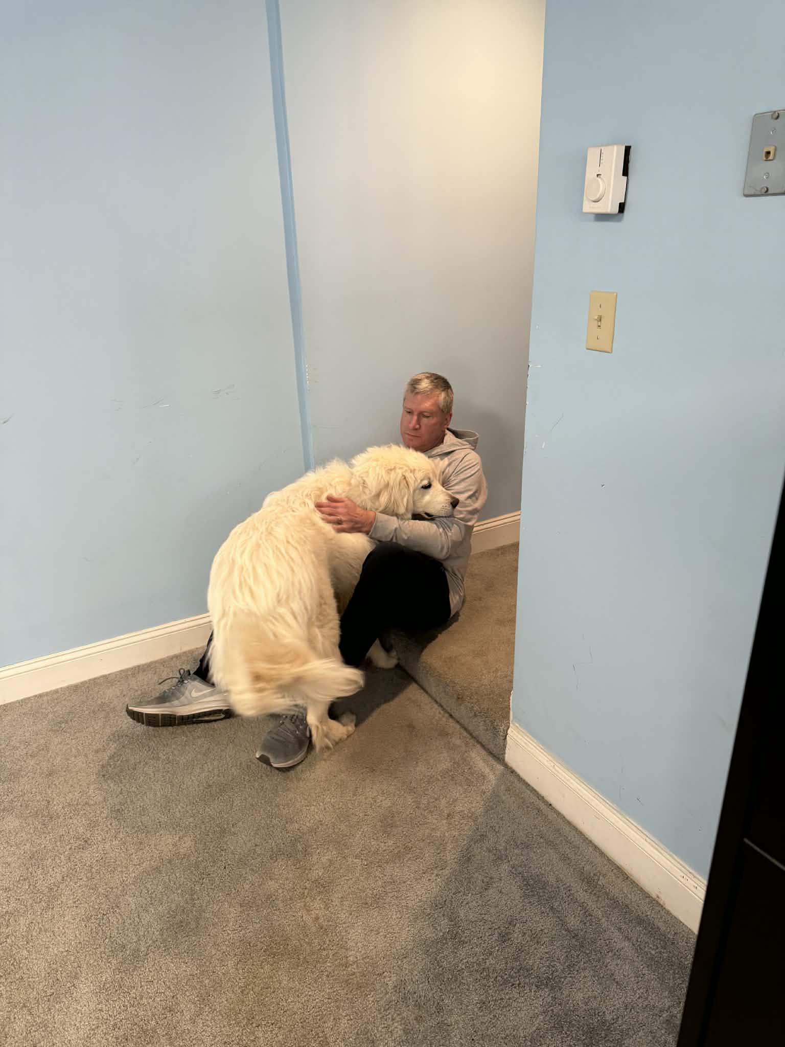 Enlarge Malachi, a ADOPTABLE Great Pyrenees in East Haddam, CT image 4/6