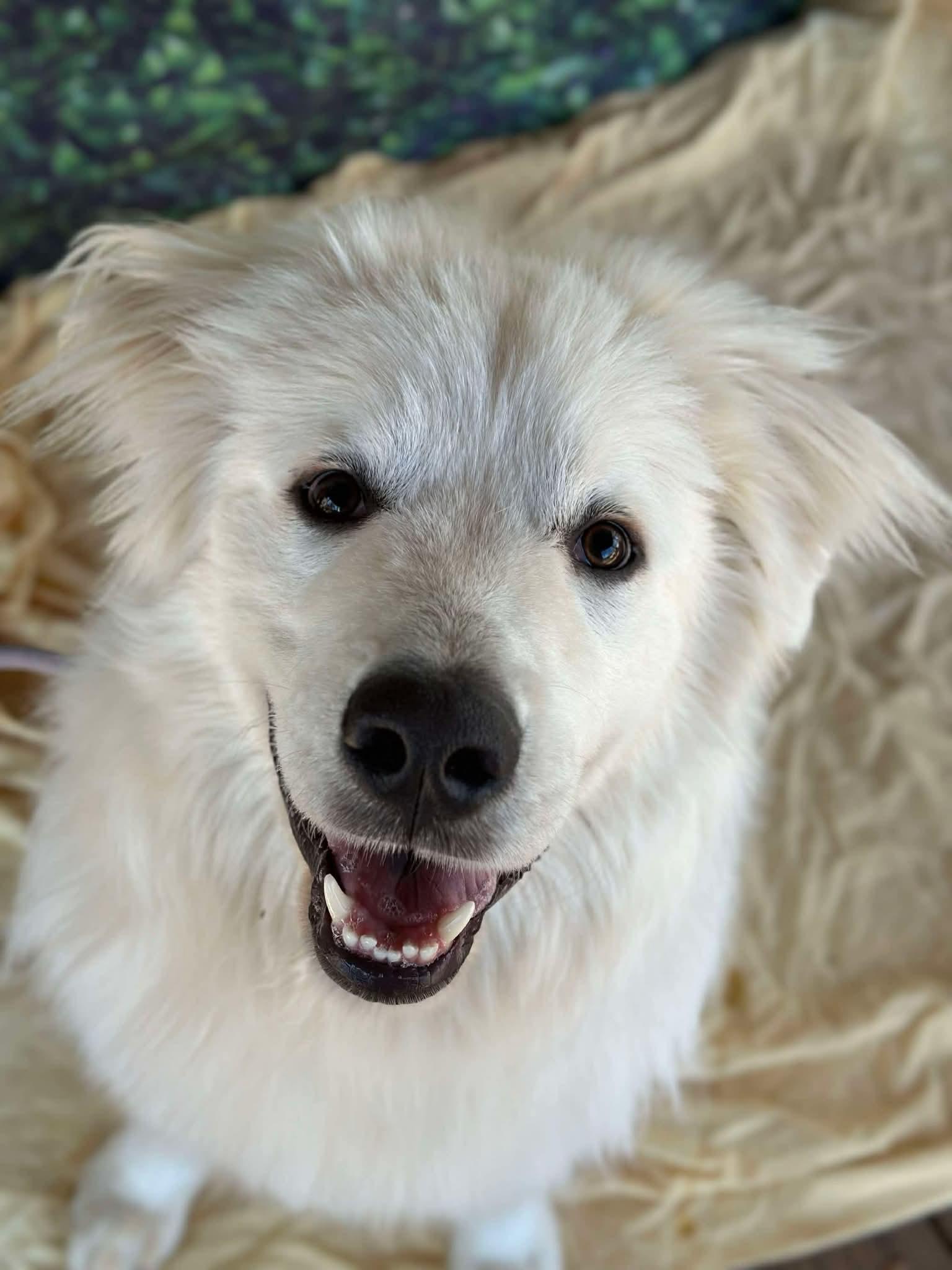 Enlarge Malachi, a ADOPTABLE Great Pyrenees in East Haddam, CT image 2/6