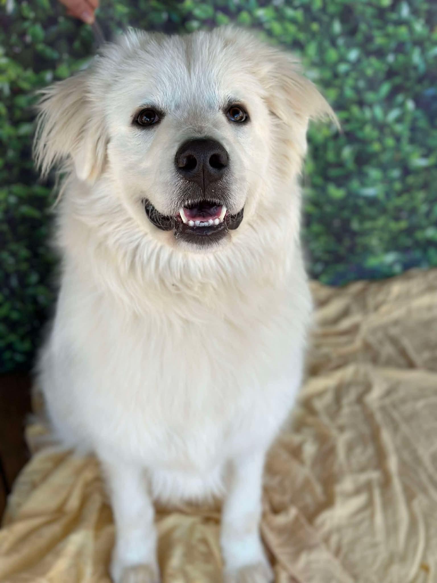 Malachi, ADOPTABLE, Young Male Great Pyrenees.
