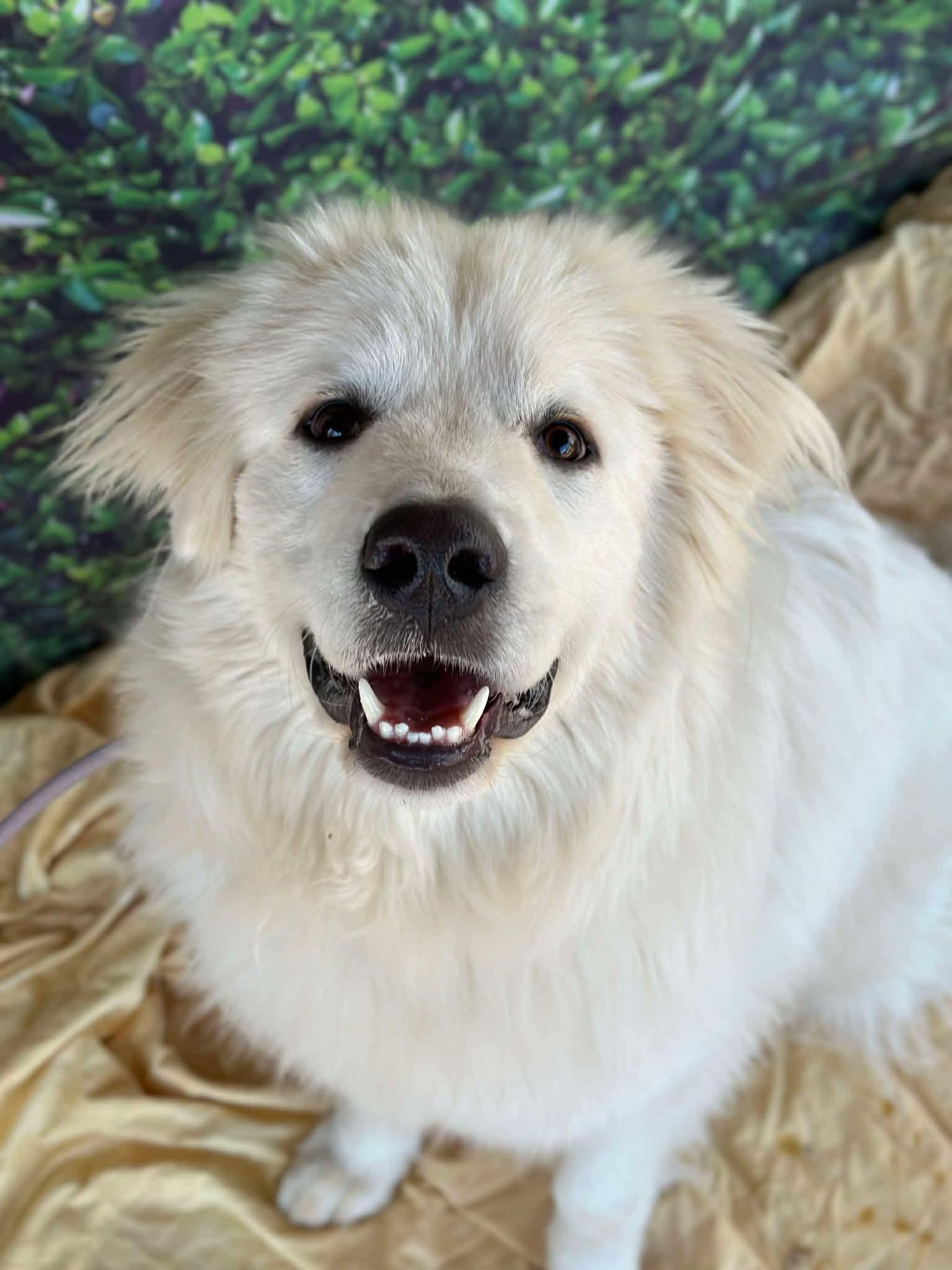 Enlarge Malachi, a ADOPTABLE Great Pyrenees in East Haddam, CT image 6/6