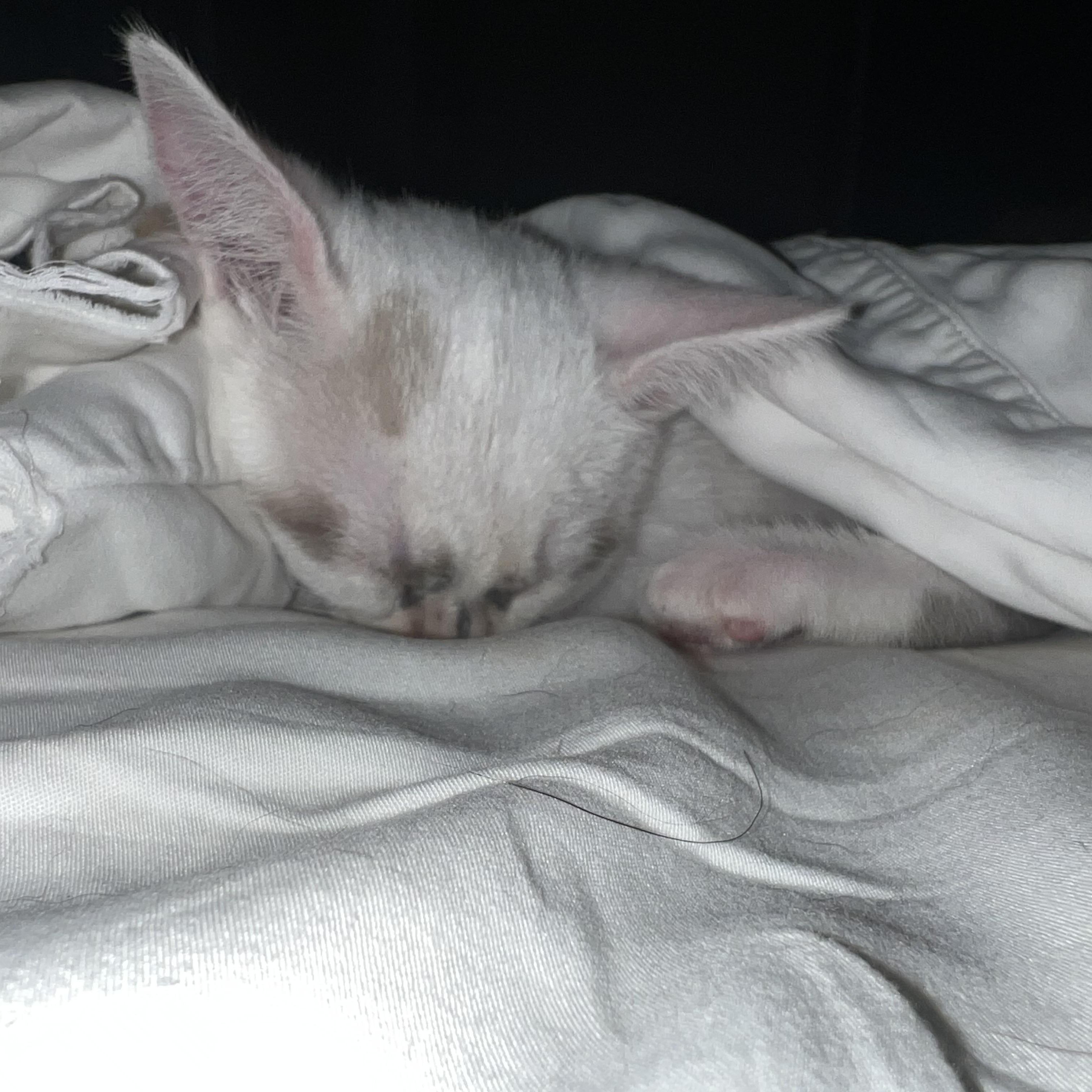 Snow White — thumbnail 3