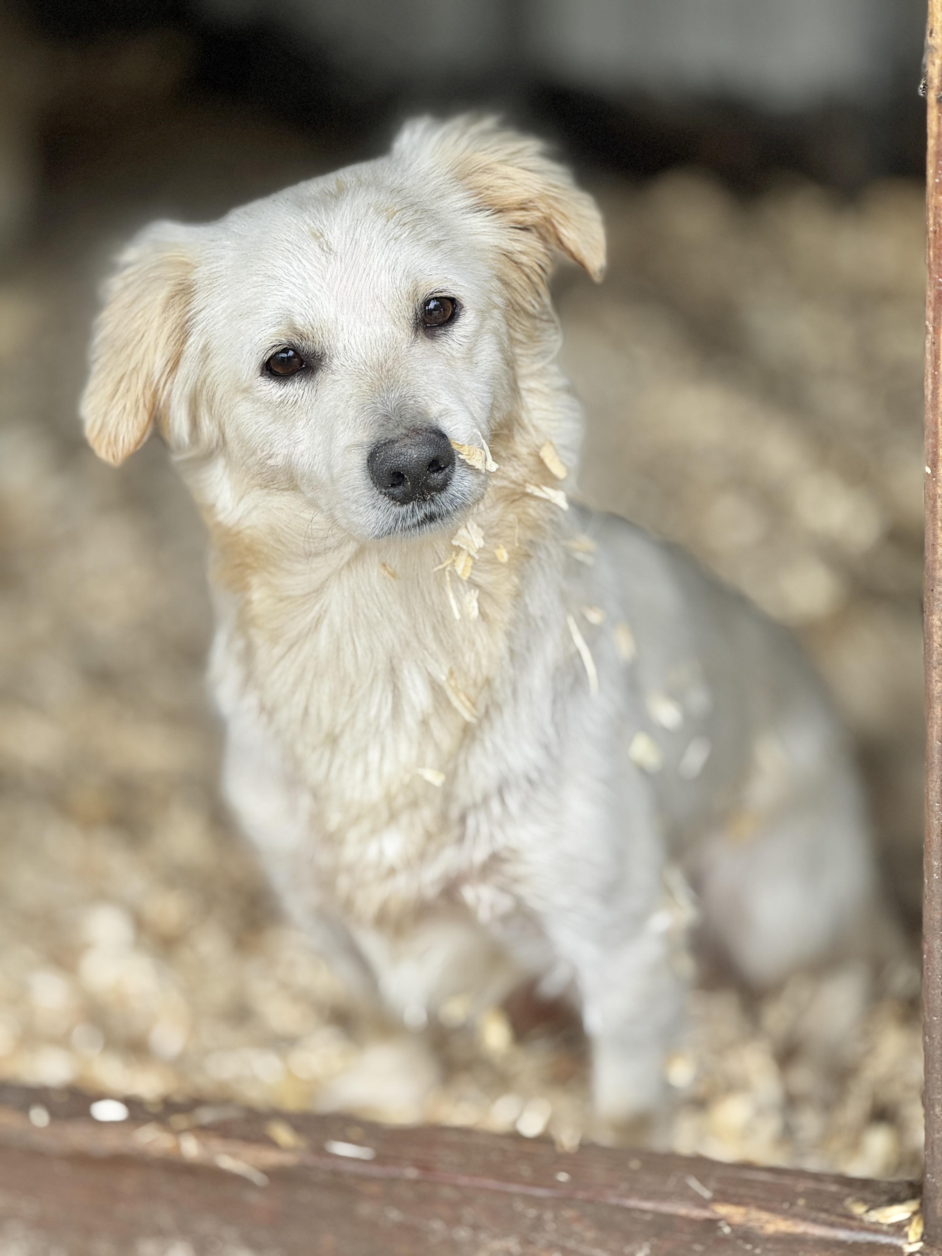 Casper, Young Male Mixed Breed
