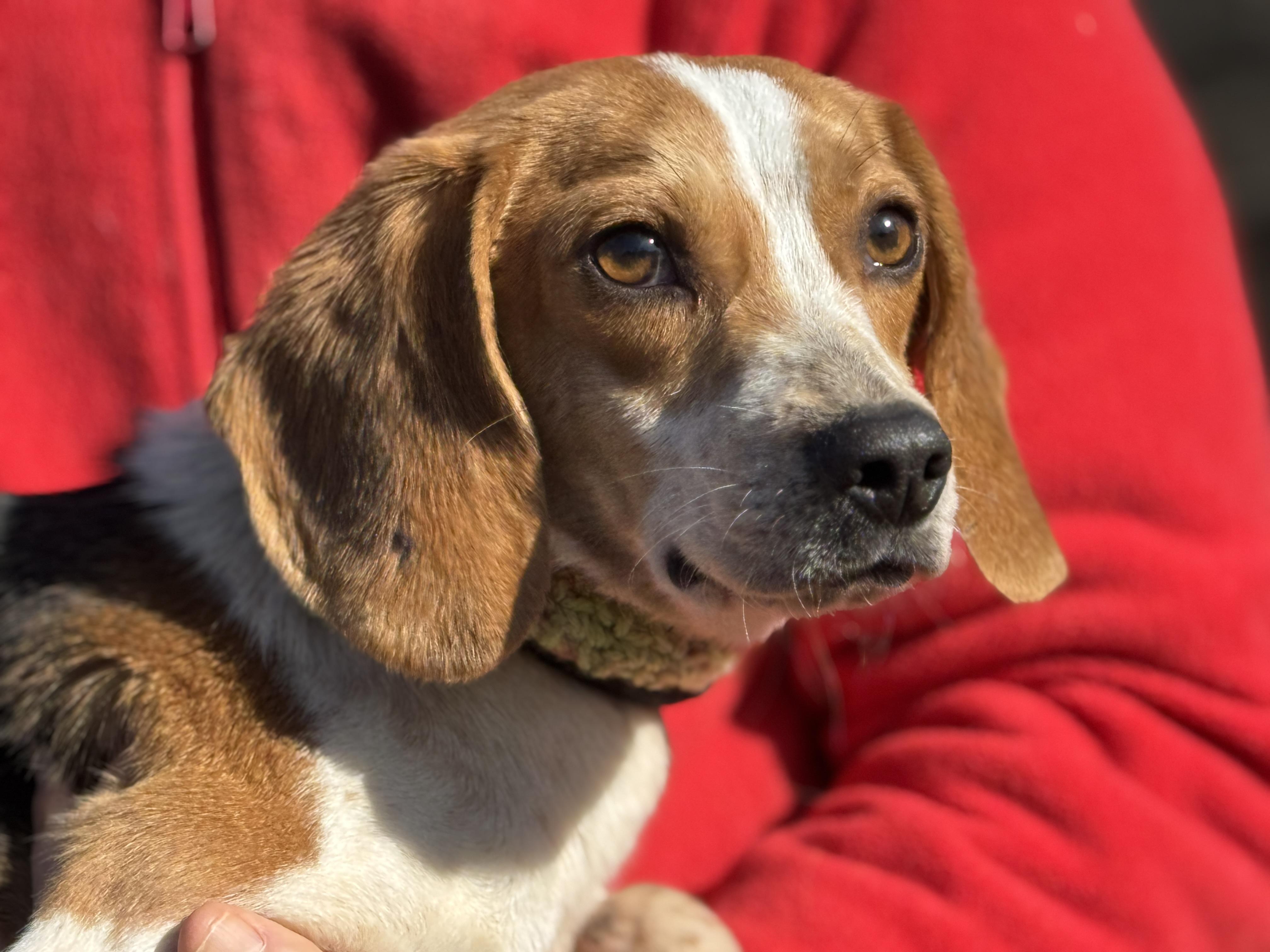 Odie, ADOPTABLE, Adult Male Beagle.