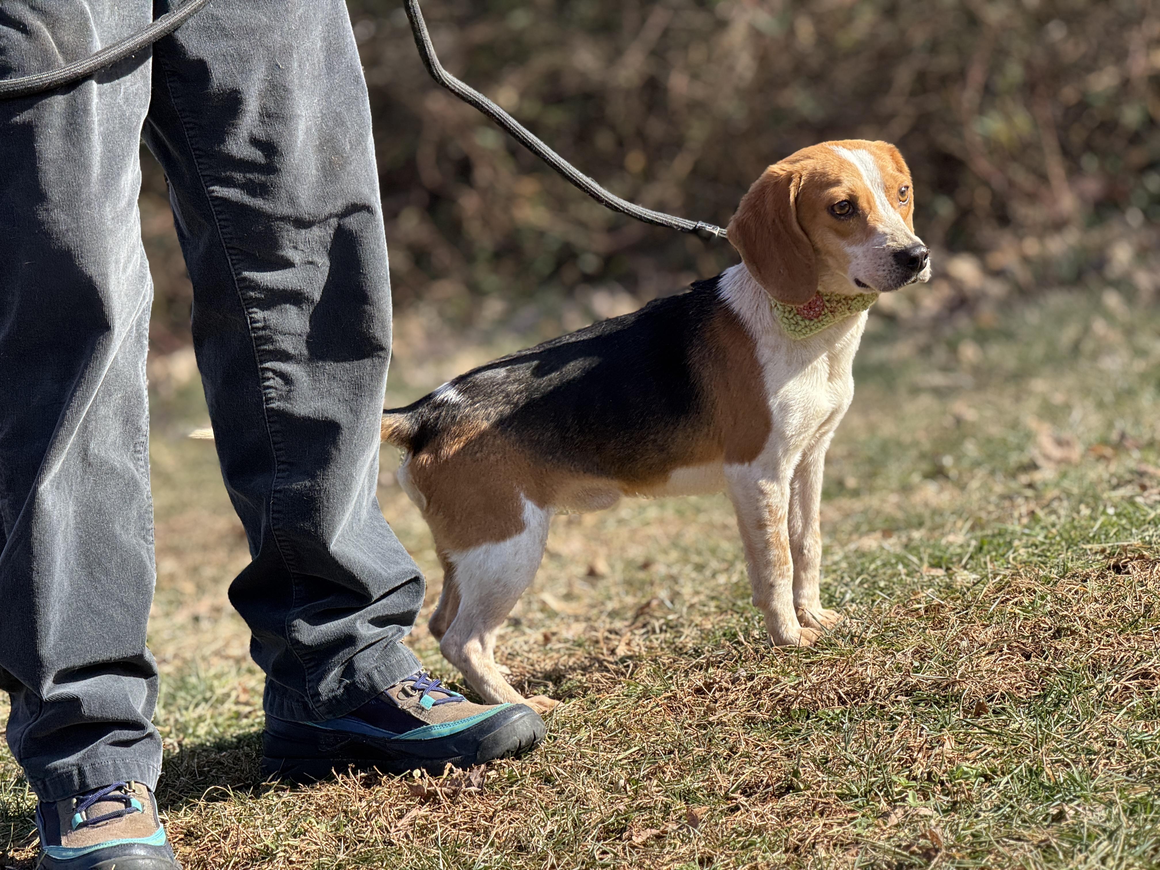 Enlarge Odie, an adopted Beagle in Richmond, VA image 3/6