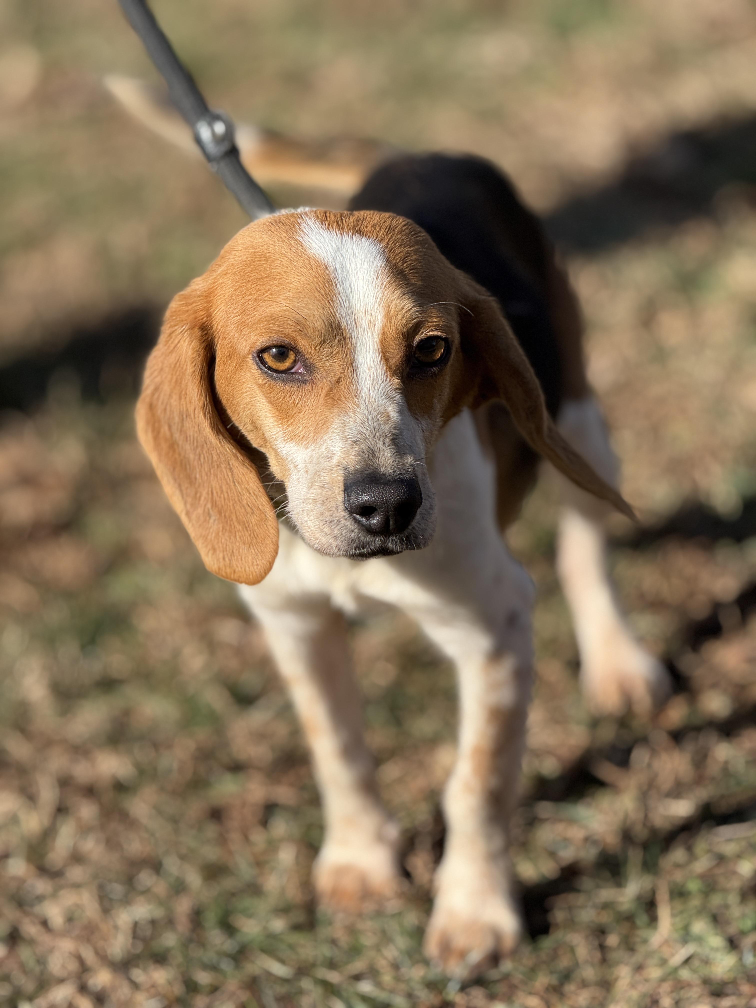 Enlarge Odie, an adopted Beagle in Richmond, VA image 2/6
