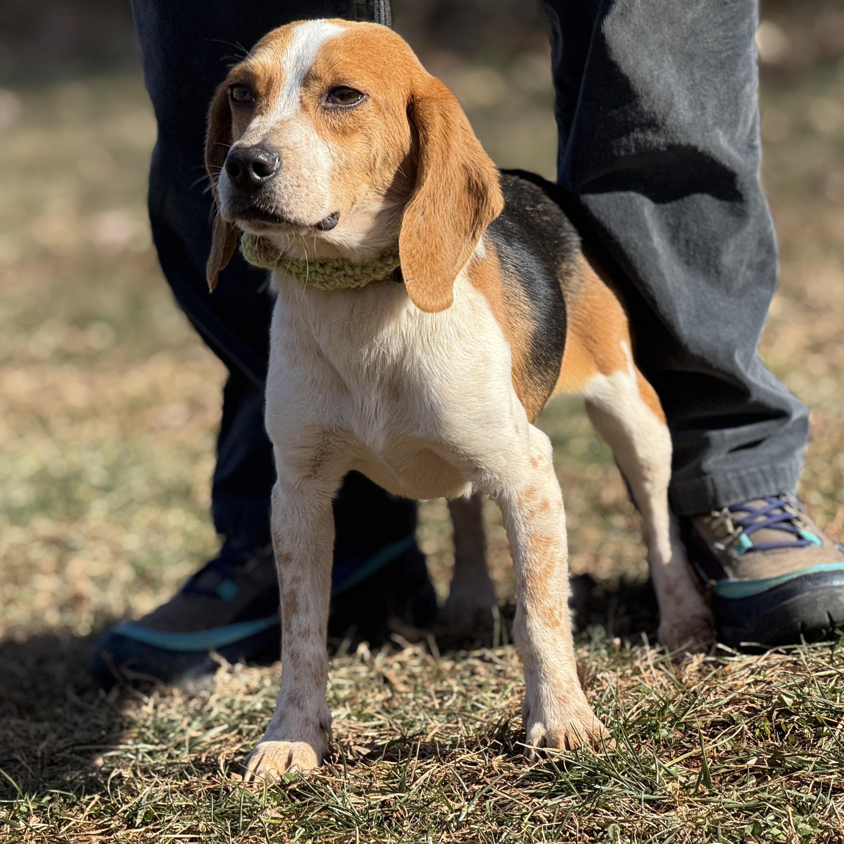 Enlarge Odie, an adopted Beagle in Richmond, VA image 4/6