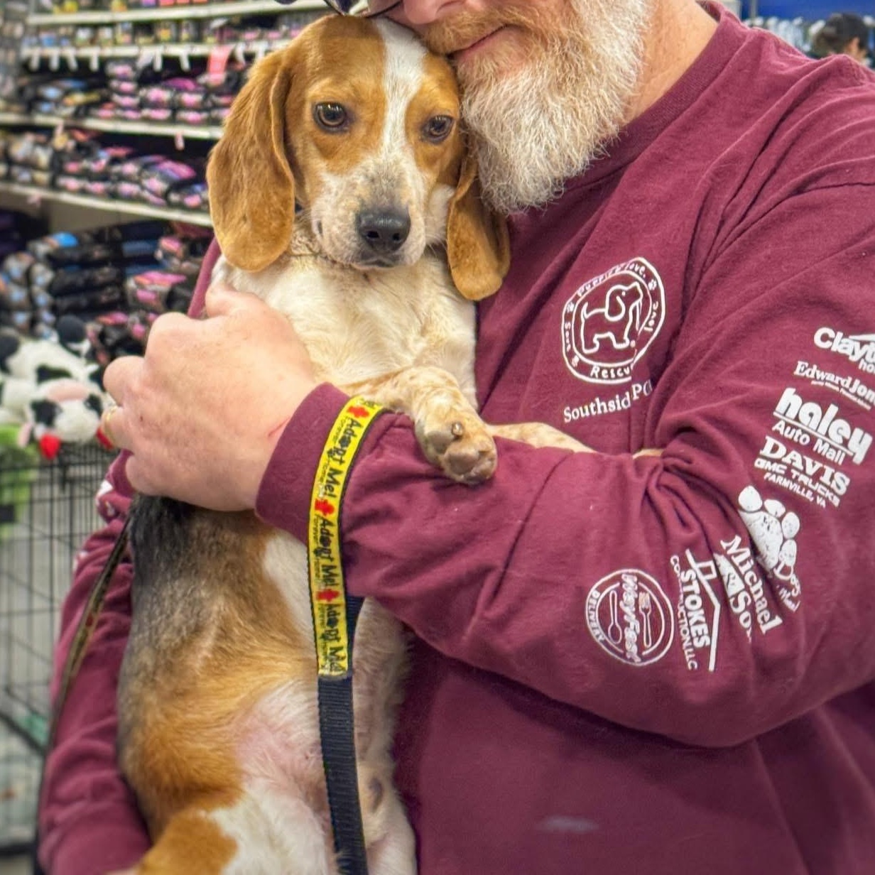 Enlarge Odie, an adopted Beagle in Richmond, VA image 5/6