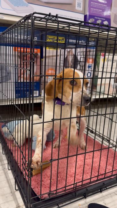 Enlarge Odie, an adopted Beagle in Richmond, VA video 6/6