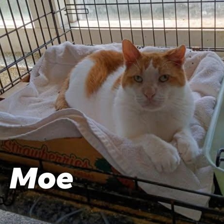 Moe, Adult Male Domestic Short Hair