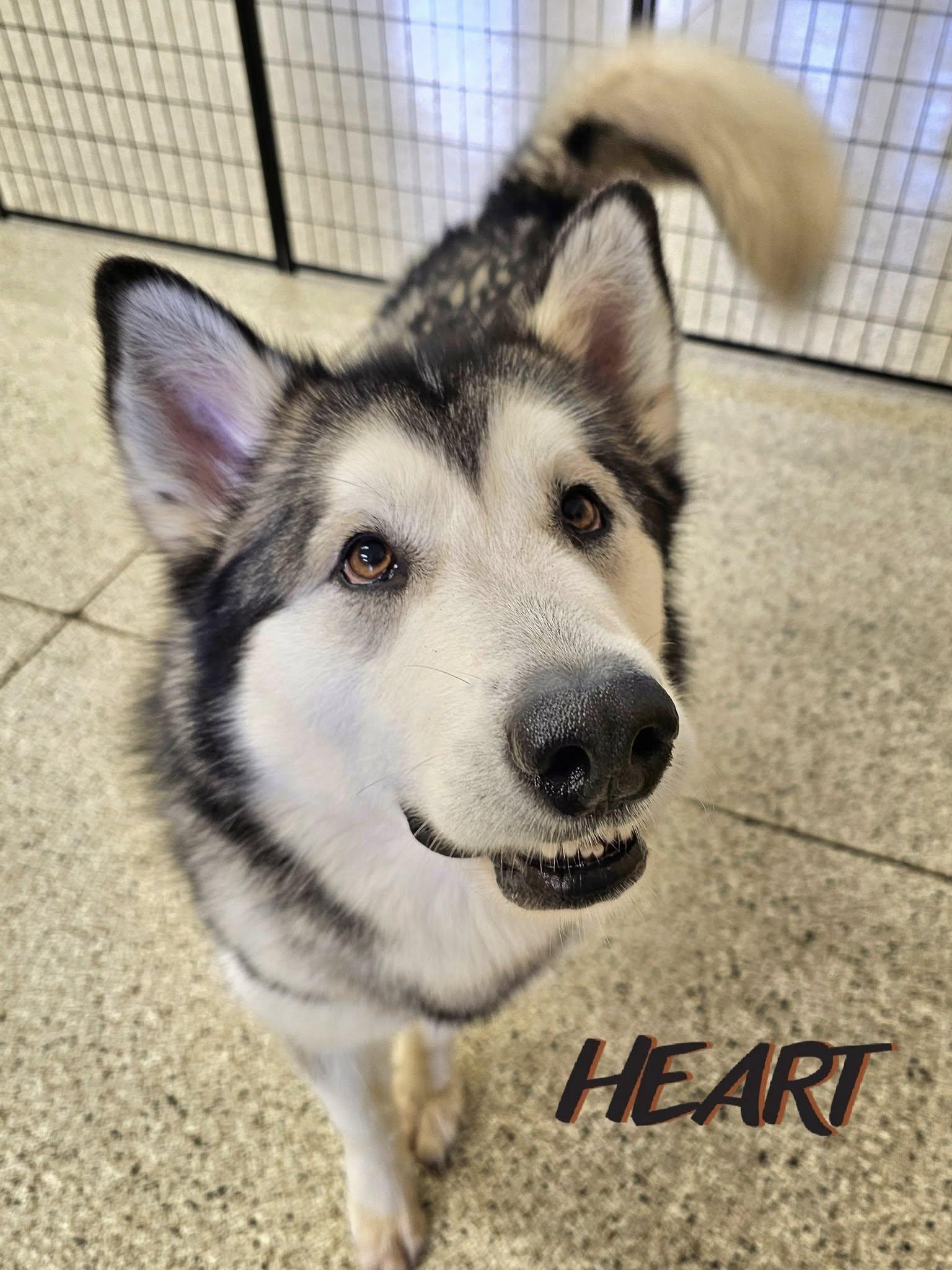 Lyra - Adopted - Congrats Tschudy Family, Adopted, Adult Female Alaskan Malamute.