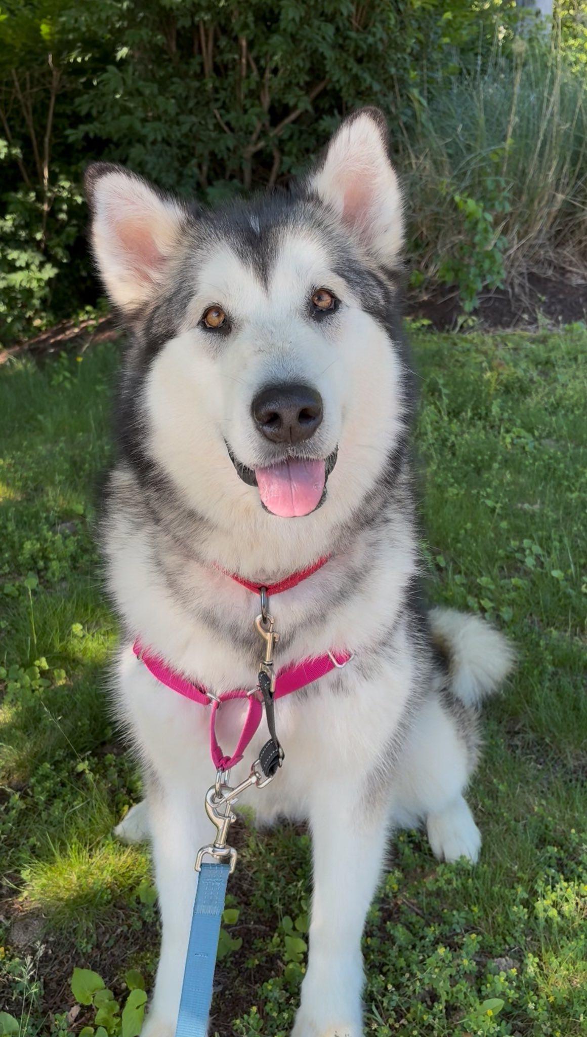 Lyra - Adopted - Congrats Tschudy Family, a Adopted Alaskan Malamute in Millersville, MD image 2/3
