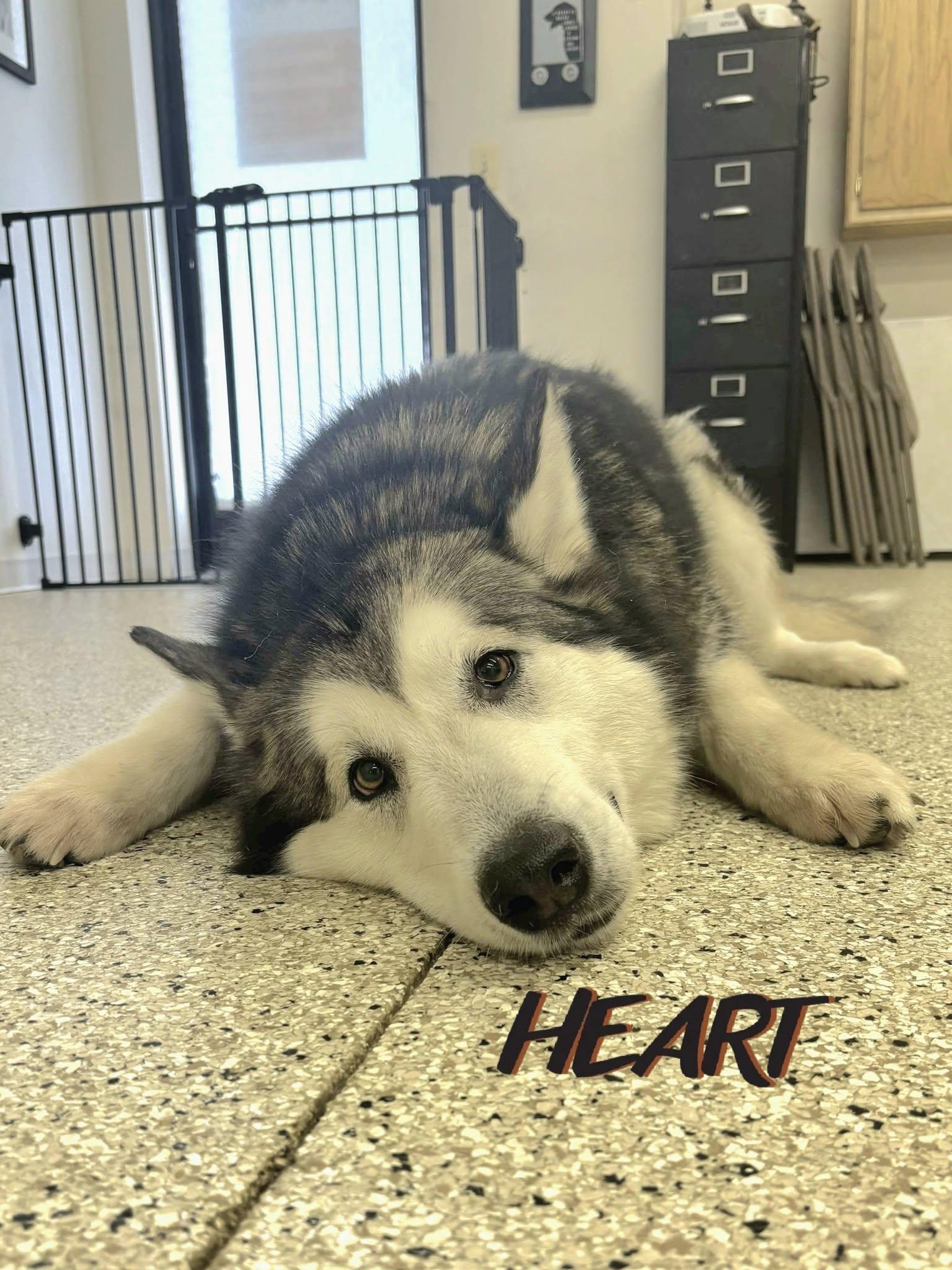 Lyra - Adopted - Congrats Tschudy Family, a Adopted Alaskan Malamute in Millersville, MD image 3/3