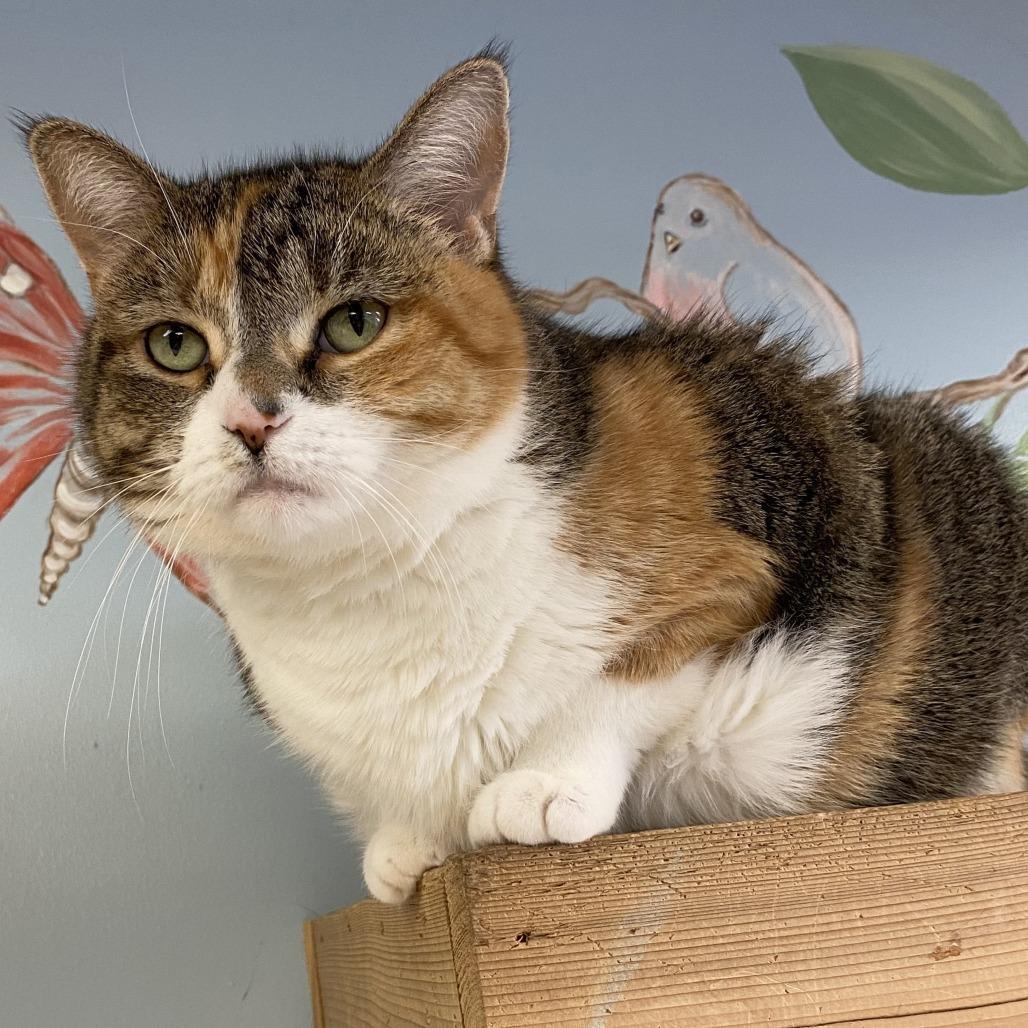 Elizabeth, a Adoptable Domestic Short Hair in Tulsa, OK image 1/3