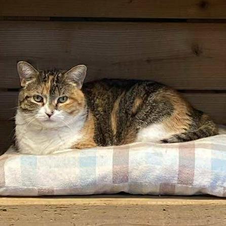 Elizabeth, a Adoptable Domestic Short Hair in Tulsa, OK image 2/3