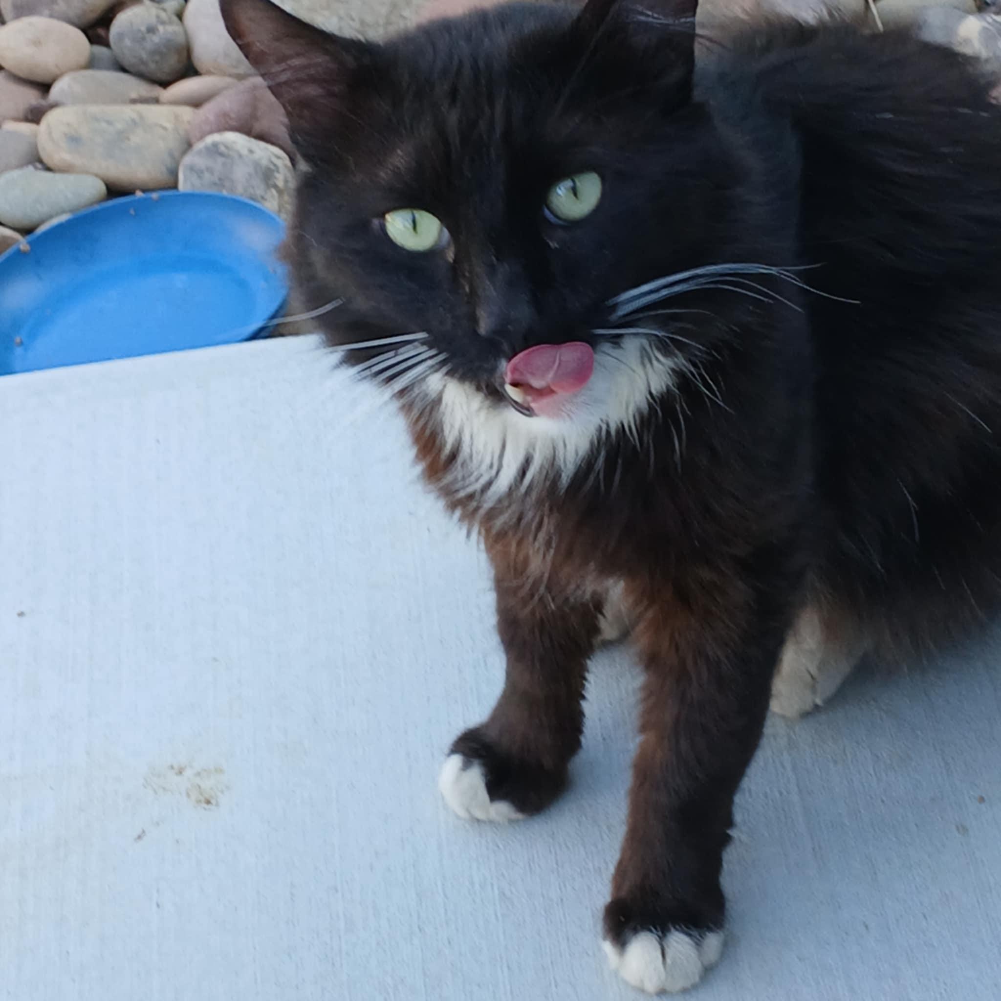 Boots, Adopted, Adult Male Domestic Short Hair.