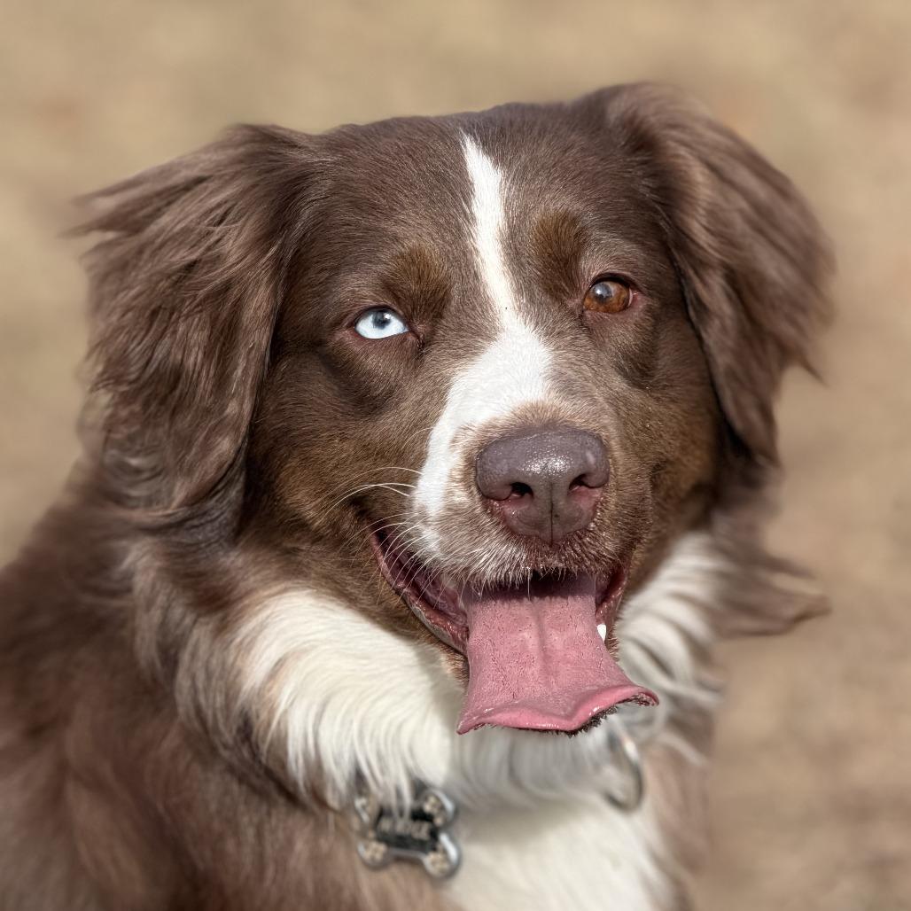 Maple, Adoptable, Adult Female Australian Shepherd.
