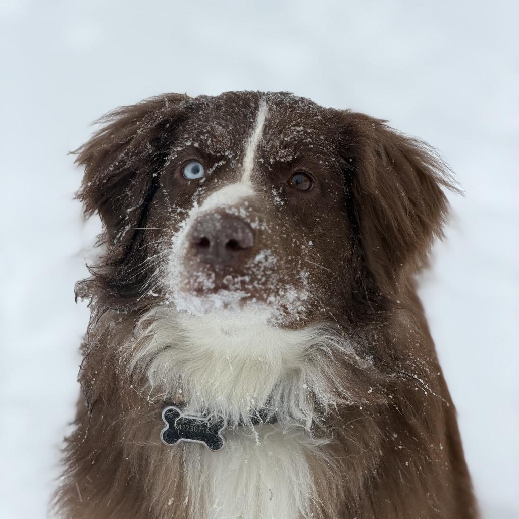 Enlarge Maple, a Adoptable Australian Shepherd in Alexandria, VA image 3/6