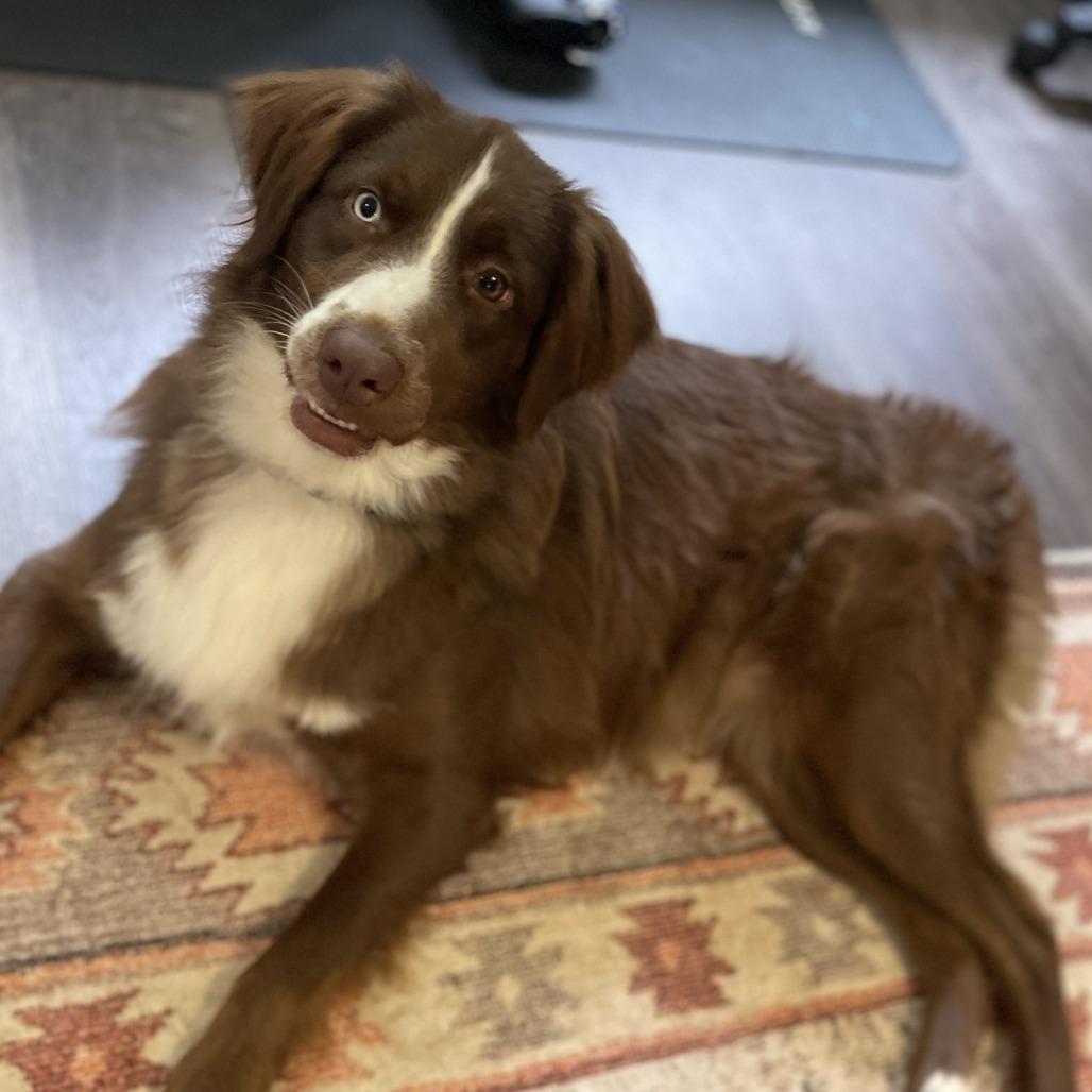 Enlarge Maple, a Adoptable Australian Shepherd in Alexandria, VA image 4/6