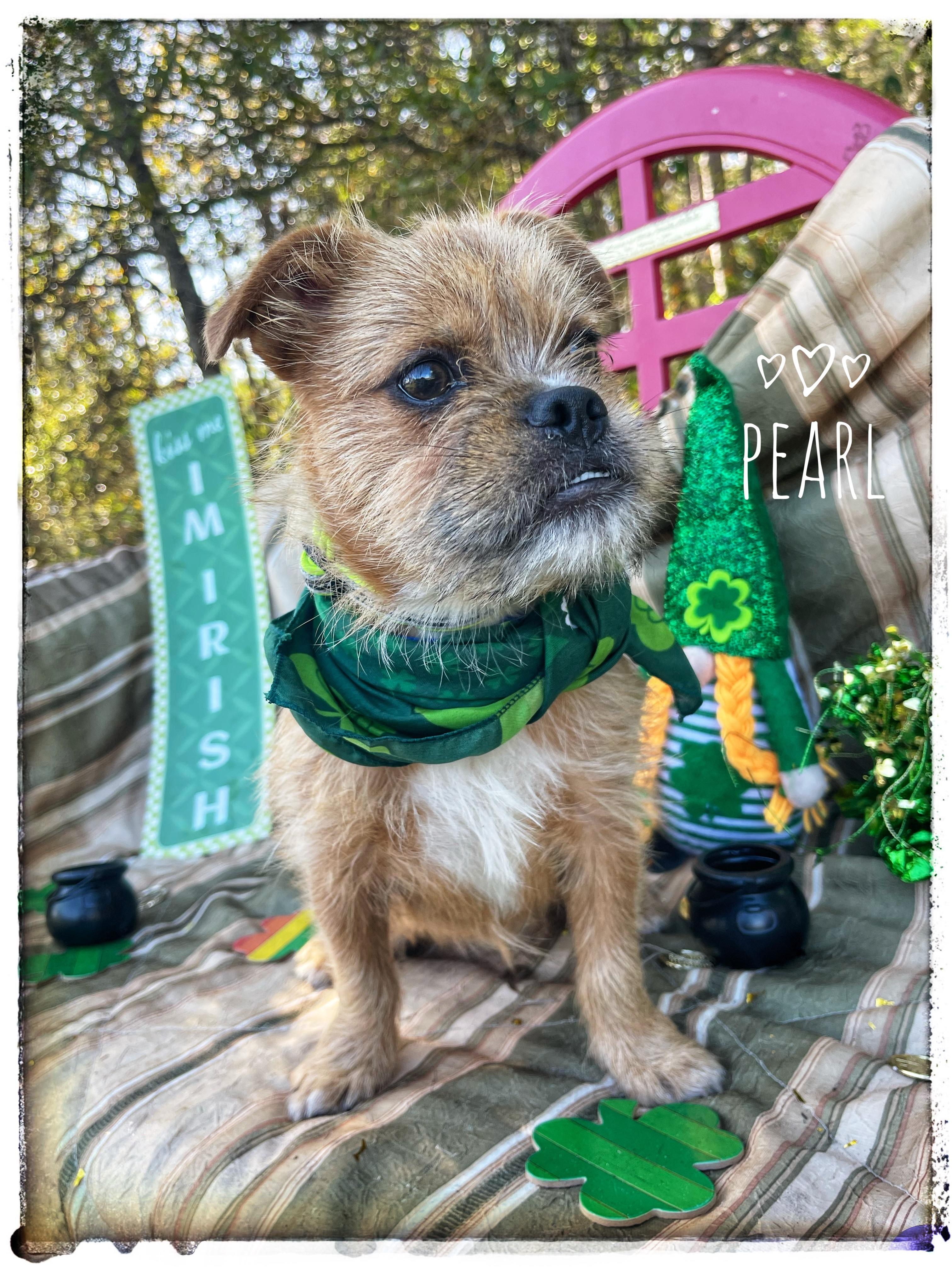 Pearl, adopted, Young Female Brussels Griffon.