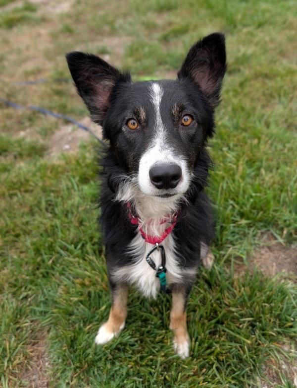Enlarge Skydive, a Adoptable mixed breed in Santa Rosa, CA image 1/1