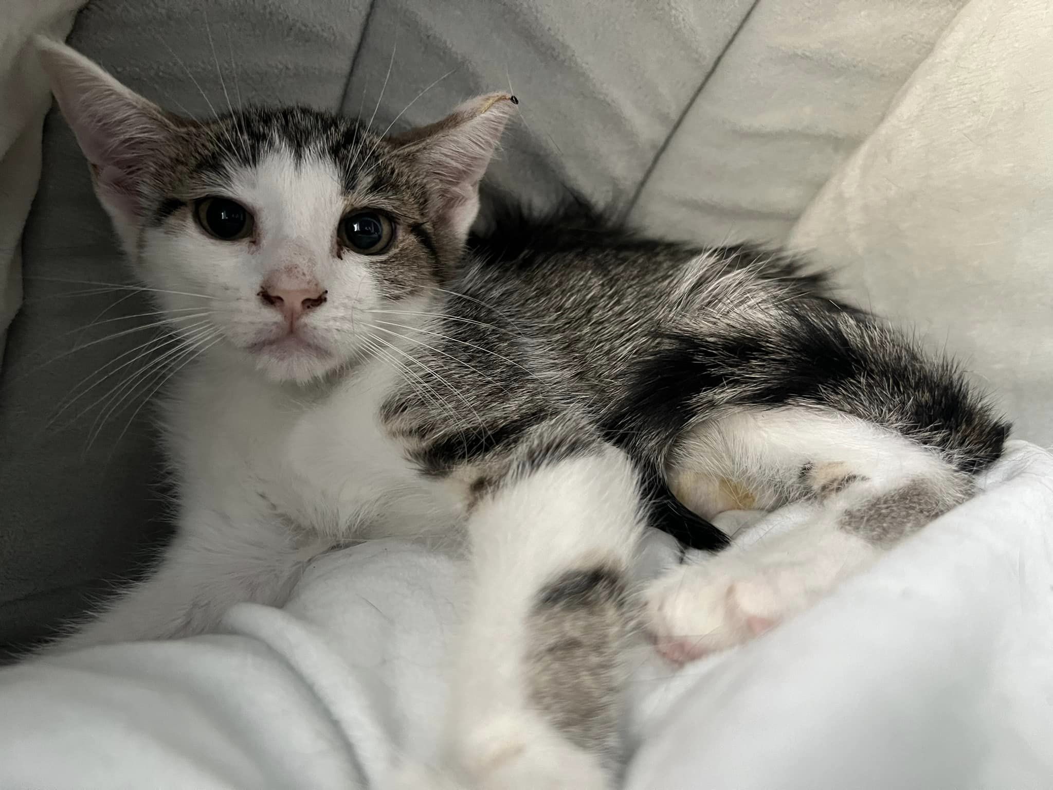 Enlarge Flash, a Adoptable Domestic Short Hair in Cleveland, OH image 4/5