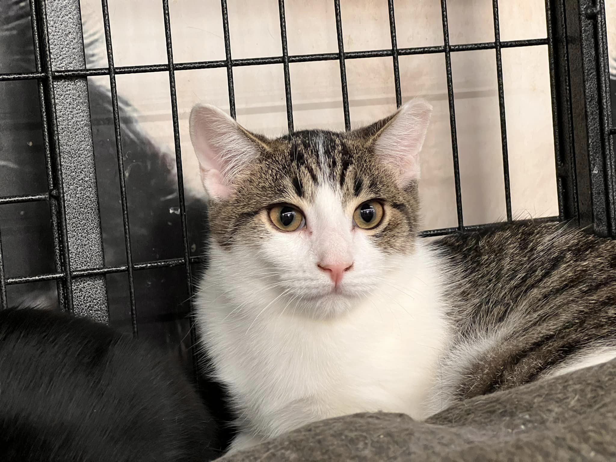 Enlarge Flash, a Adoptable Domestic Short Hair in Cleveland, OH image 5/5