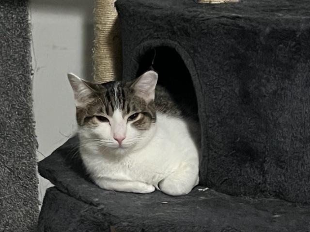 Enlarge Flash, a Adoptable Domestic Short Hair in Cleveland, OH image 1/5