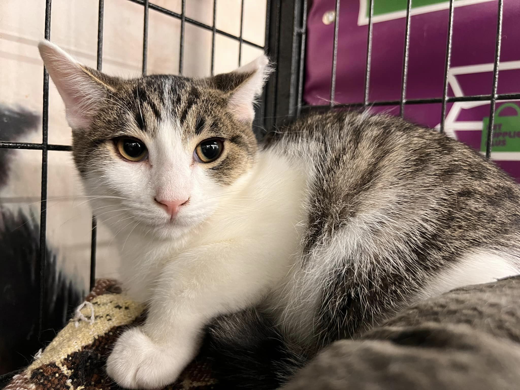 Enlarge Flash, a Adoptable Domestic Short Hair in Cleveland, OH image 2/5