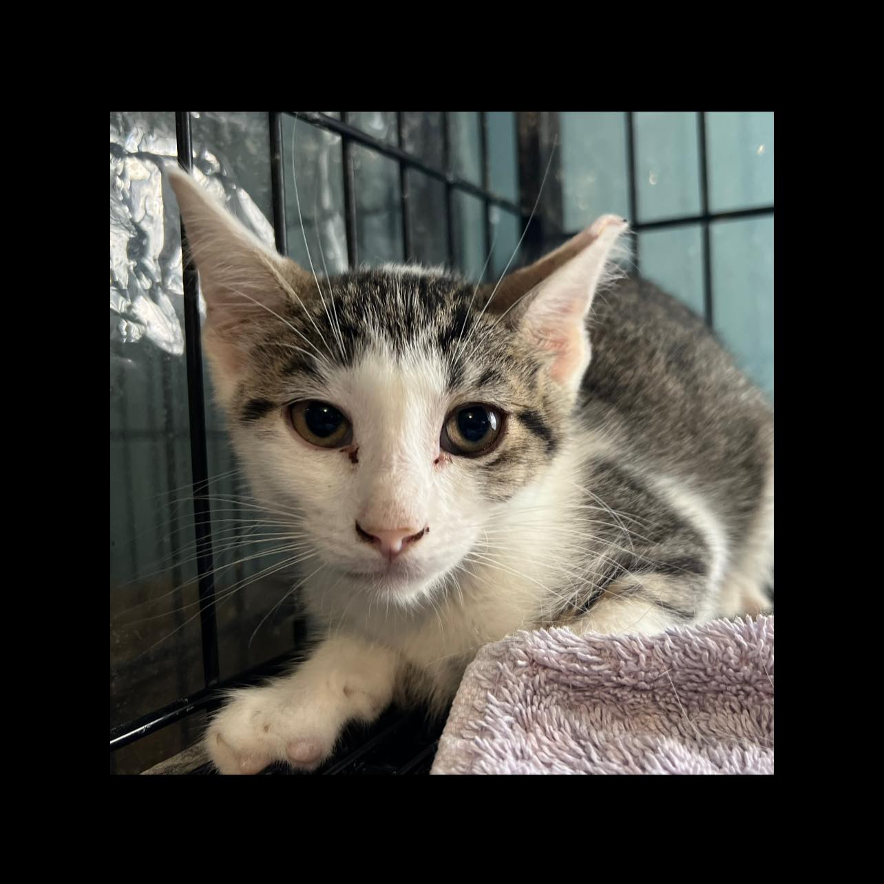 Enlarge Flash, a Adoptable Domestic Short Hair in Cleveland, OH image 3/5